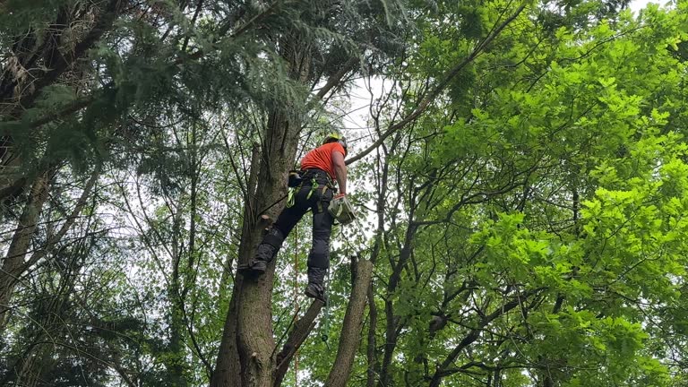 Best Stump Grinding and Removal  in Laguna Heights, TX